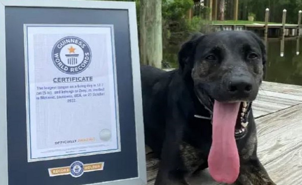 Zoey la perrita que se gano un Record Guinness por tener la lengua más