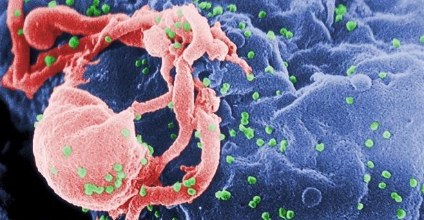 Los anticuerpos PGT121 abren una nueva vía para diseñar la vacuna frente al VIH