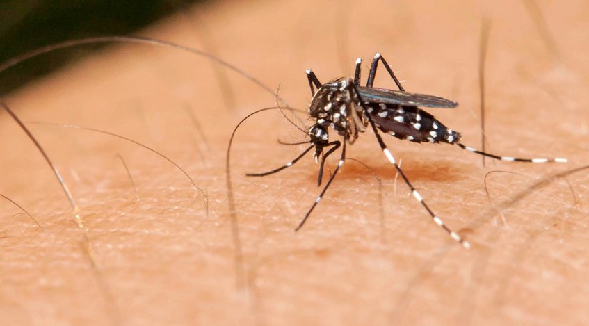Mosquito transmisor del virus del Zika | Foto: Archivo 