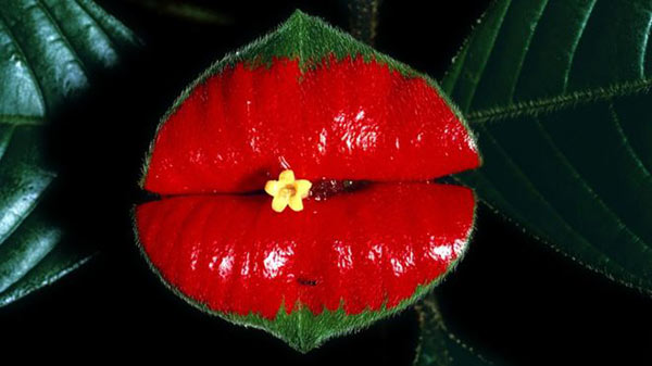 Psychotria Elata | Foto: DR MORLEY READ/SCIENCE PHOTO LIBRARY