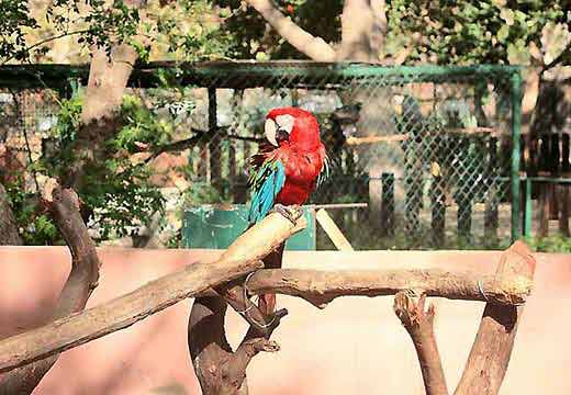 Guacamaya de el zoológico de Paraguaná | Imagen referencial