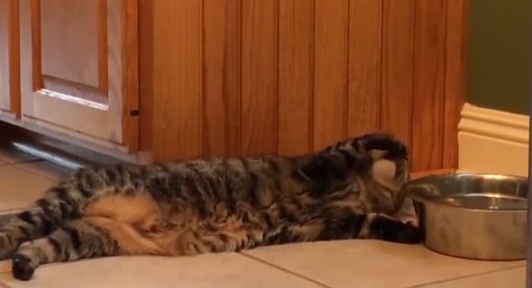 El gato más flojo del mundo|Captura de video