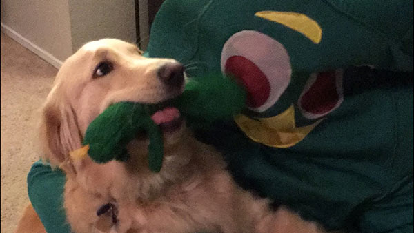 Hombre se viste de Gumby, el juguete favorito de su perro | Foto: Youtube