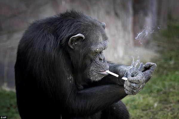 Azalea, la chimpancé fumadora | Foto: AP