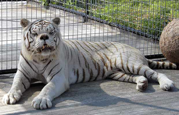 Kenny, el tigre blanco con síndrome de Down | Foto: krazyinfo