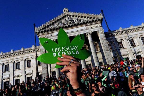 Gobierno de Uruguay hizo legal venta de marihuana |Foto referencial