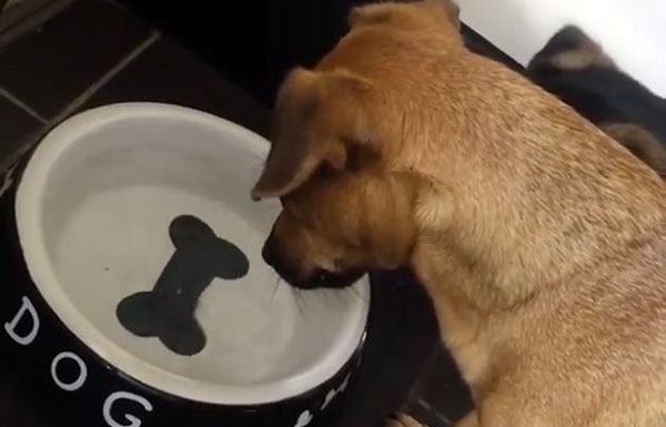 Perro intenta comer el hueso del bowl | Foto: captura de video