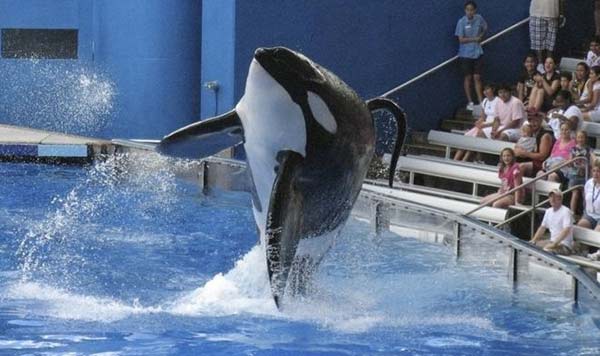 Con más de 5.000 kilos y 6,9 metros, Tilikum era la orca más grande del mundo que vivía en cautiverio | Reuters