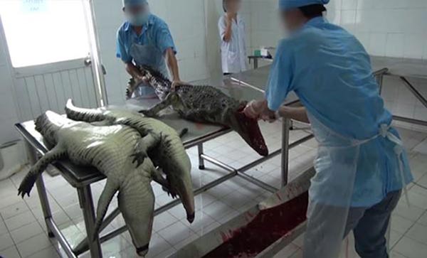 Los cocodrilos son criados y luego sacrificados | Foto: Captura de video