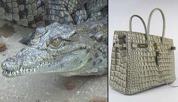 La piel de cocodrillo es usaba para crear carteras y otros accesorios | Fotomontaje: Notitotal