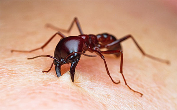 La mujer murió por la picadura de las hormigas | Foto referencial