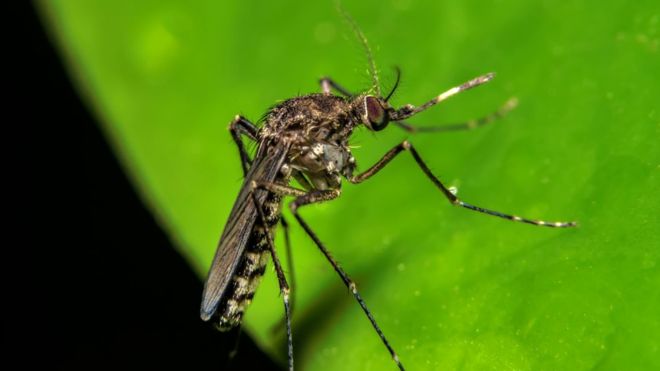 El mosquito que transmite la fiebre oropouche es diferente al del zika, el dengue y la chikungunya | Thinkstock