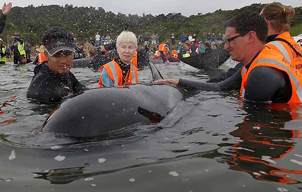 Ballenas encalladas vuelven al mar | Reuters