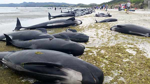 Ballenas encalladas en Nueva Zelanda | Foto: Deb Price