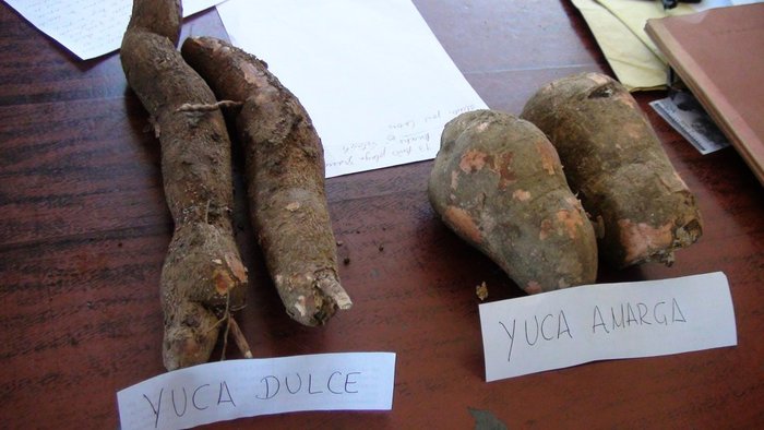 Casos de intoxicación por yuca amarga se han duplicado en Zulia este año | Foto referencial