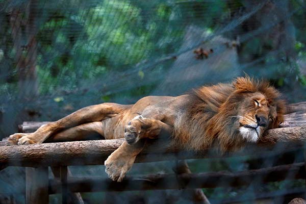 El hambre también se instaura en los zoológicos del país | Foto: Reuters (Julio 2016)