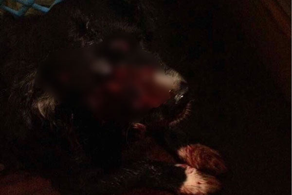 Sebin disparó a quemarropa en el rostro de un perrito durante allanamiento en Los Verdes | Foto: vía @AlbertoRT51