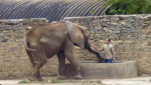 Elefanta Ruperta vuelve a perder peso |Foto: El Pitazo