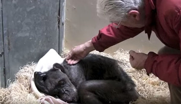 Chimpacé moribunda reconoce a su antiguo cuidador | Foto: Captura de video