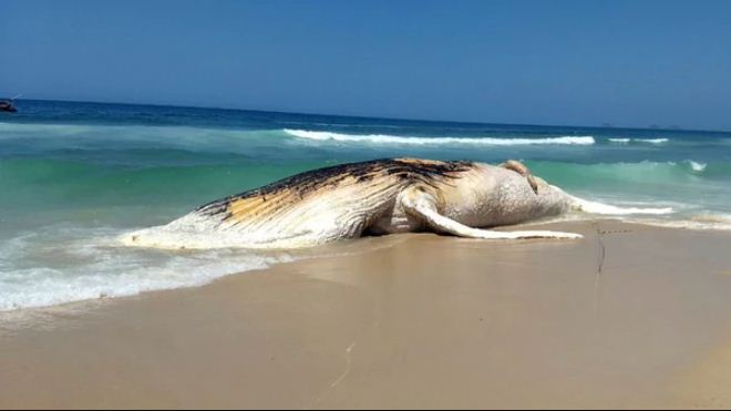 Ballena muerta en playa Ipanema, Rio de Janeiro | Foto: Infobae