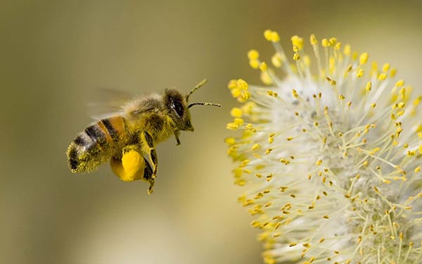 Las abejas no desaparecerán, dicen expertos |Foto cortesía